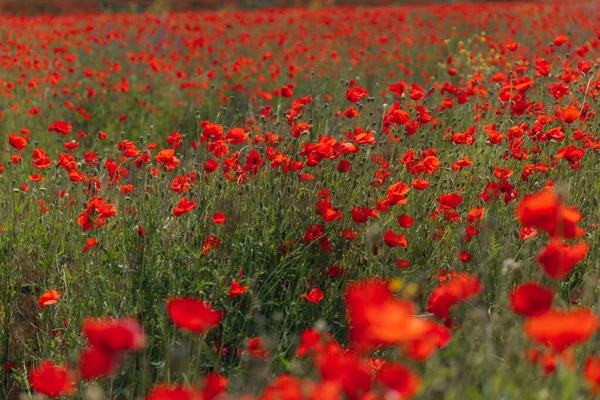 stock image Landscape of blooming poppy flowers growing in a meadow. field Red poppies with selective focus. Field of red poppies. Lone poppy. Soft focus blur