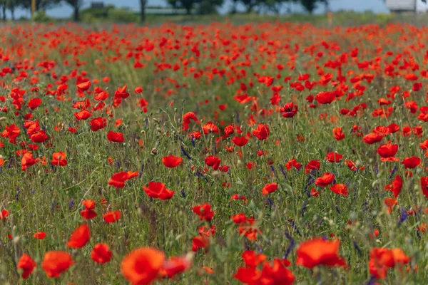 Stock image Landscape of blooming poppy flowers growing in a meadow. field Red poppies with selective focus. Field of red poppies. Lone poppy. Soft focus blur