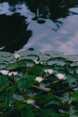 Yeşil yapraklı nilüfer çiçeği. Nilüferler veya nilüferler yazı veya dekoratif sanat eserleri için havuzda. arkaplan resmi.