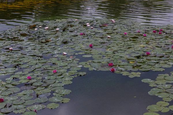 Vízi Liliom Virág Zöld Levelekkel Vízi Liliomok Vagy Lótuszvirág Egy — Stock Fotó
