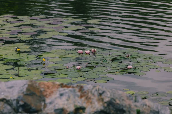 Вода Лилии Цветок Зелеными Листьями Водные Лилии Цветок Лотоса Пруду — стоковое фото