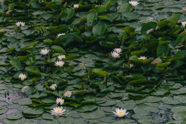Vodní Lilie Květ Zelenými Listy Vodní Lilie Nebo Lotosový Květ — Stock fotografie