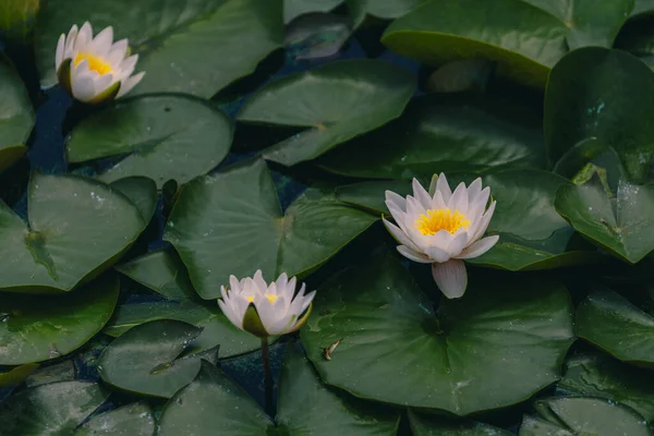 stock image Water lily flower with green leaves.Water lilies or lotus flower in a pond for text or decorative artwork. background image.