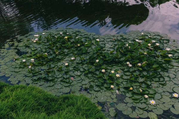 Vodní Lilie Květ Zelenými Listy Vodní Lilie Nebo Lotosový Květ — Stock fotografie