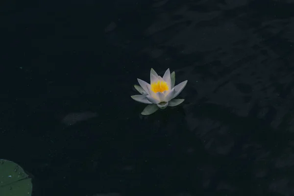 Вода Лилии Цветок Зелеными Листьями Водные Лилии Цветок Лотоса Пруду — стоковое фото
