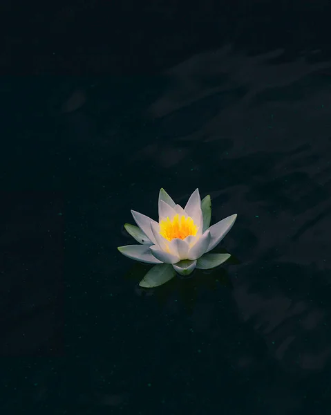 Water lily flower with green leaves.Water lilies or lotus flower in a pond for text or decorative artwork. background image.
