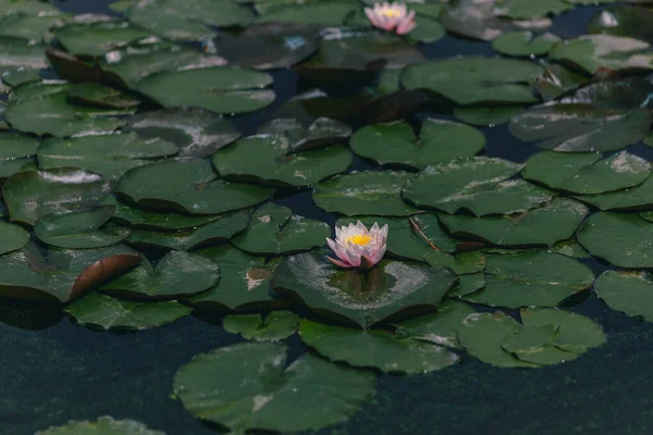 Water Lily Flower Green Leaves Water Lilies Lotus Flower Pond — Stock Photo, Image