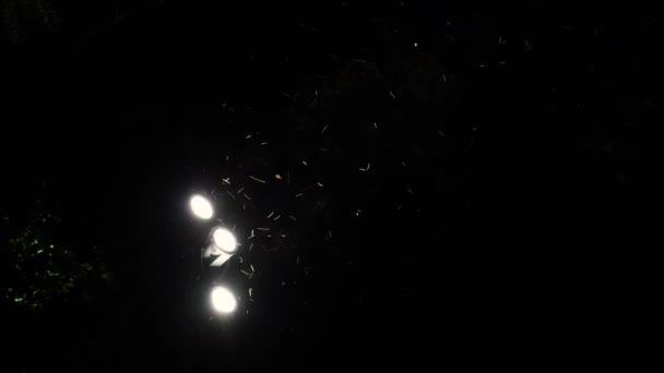 Evening Swarms Insects Fly Street Lamps Glowing Lantern Surrounded Flying — Stock Video