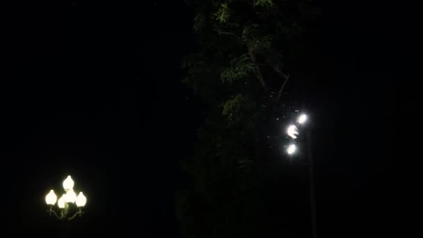 Por Noche Enjambres Insectos Vuelan Alrededor Las Farolas Una Linterna — Vídeos de Stock