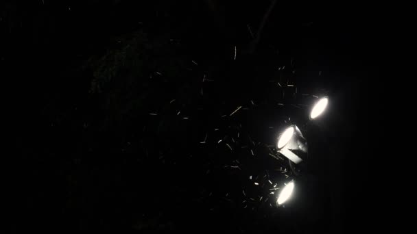 Akşamları Sokak Lambalarının Etrafında Uçan Böcek Sürüleri Parlayan Bir Fener — Stok video