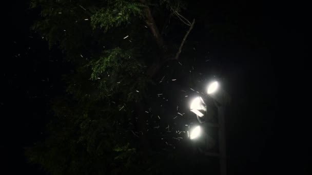Abends Fliegen Schwärme Von Insekten Die Straßenlaternen Eine Leuchtende Laterne — Stockvideo