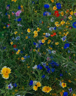 Çayırdaki renkli çiçekler. Parktaki yeşil bir tarlada yaz çiçekleri. Çiçekli yataklar, yukarıdan renkli bir çiçek tarhı. Çayır çiçekleri. Yabani çiçek karışımı.