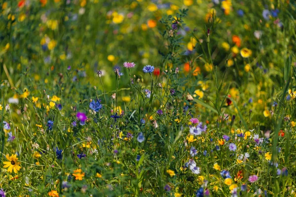 stock image Colorful flowers in the meadow. Summer flowers on a green field in the park. Flower beds, colorful summer flower bed from above. Meadow flowers. Wild flower mix.