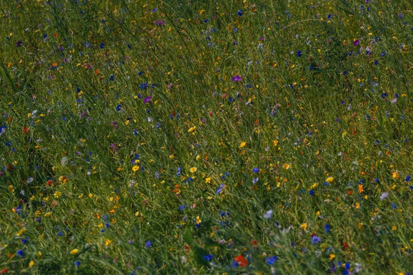 Kolorowe Kwiaty Łące Letnie Kwiaty Zielonym Polu Parku Łóżka Kwiatowe — Zdjęcie stockowe