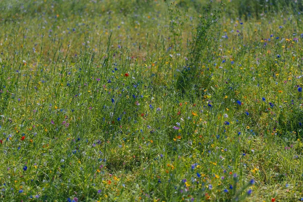 Çayırdaki renkli çiçekler. Parktaki yeşil bir tarlada yaz çiçekleri. Çiçekli yataklar, yukarıdan renkli bir çiçek tarhı. Çayır çiçekleri. Yabani çiçek karışımı.