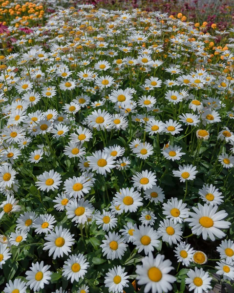 Vacker Naturscen Med Blommande Kamomill Tapet Affisch Med Naturlig Bakgrund — Stockfoto