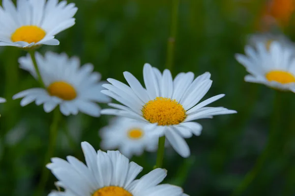 Stock image Beautiful nature scene with blooming chamomile. Wallpaper, poster with natural background. Selective focus. Chamomile flower on the background of nature.