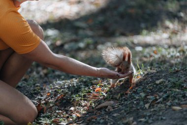 Bir sincap portresi. Şehir yaban hayatı. Avrasya kırmızı sincabı (Sciurus vulgaris). Ukrayna 'nın sonbahar parkı. Orman zengin ve sıcak renklerle dolu..