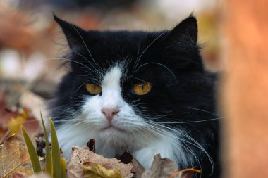 Sokakta sonbahar yaprakları olan evsiz bir kedi. Bir hayvan portresi. Pis sokak kedisi. Terk edilmiş kedi bahçede. Kediler sokakta terk edilir, hayvanlara zulüm, yalnızlık. Ukrayna kedisi