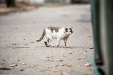 Sokakta sonbahar yaprakları olan evsiz bir kedi. Bir hayvan portresi. Pis sokak kedisi. Terk edilmiş kedi bahçede. Kediler sokakta terk edilir, hayvanlara zulüm, yalnızlık. Ukrayna kedisi