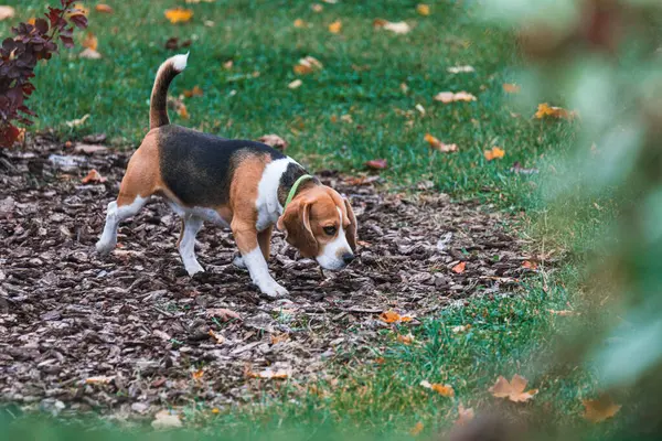 Sonbaharda bir köpek dışarıda yürür. Bir hayvan portresi. Evcil hayvan. Köpekler için aktif dinlenme