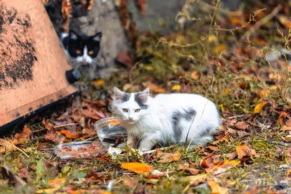 Homeless cat with autumn leaves on the street. Portrait of an animal. Dirty street cat. Abandoned cat in the yard. Cats abandoned on the street, animal cruelty, loneliness. Ukrainian cat