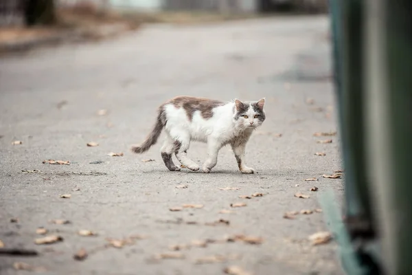 Homeless cat with autumn leaves on the street. Portrait of an animal. Dirty street cat. Abandoned cat in the yard. Cats abandoned on the street, animal cruelty, loneliness. Ukrainian cat