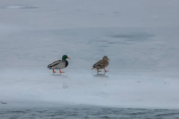 Duck on the ice of a lake in winter. Beautiful winter snowy landscape. Mallard ducks bathe in the lake in winter, selective focus. Background image