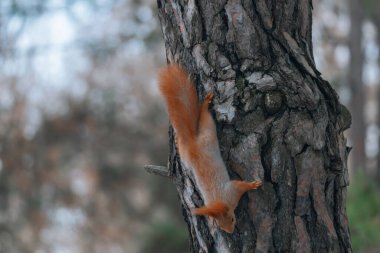Bir sincap portresi. Şehir yaban hayatı. Avrasya kırmızı sincabı (Sciurus vulgaris). Ukrayna. Orman. Hayvanı beslemek. Kış hayvanı