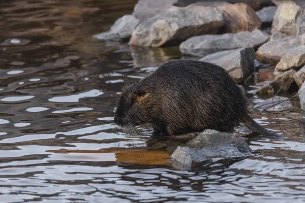 stock image An adult nutria sits in the water near the river bank. Rodent, also known as nutria, swamp beaver or beaver rat. Wildlife scene. Habitat: America, Europe, Asia.