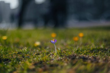 Çiçek açan bahar arkaplanı. Çiçek açan bir tarla, parlak renkli bir grup çiçek. Güneşli bir bahar gününde Crocus çiçeği. Makro. Duvar Kağıdı.
