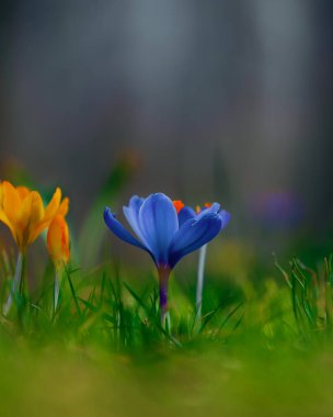 Çiçek açan bahar arkaplanı. Çiçek açan bir tarla, parlak renkli bir grup çiçek. Güneşli bir bahar gününde Crocus çiçeği. Makro. Duvar Kağıdı.