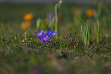 Çiçek açan bahar arkaplanı. Çiçek açan bir tarla, parlak renkli bir grup çiçek. Güneşli bir bahar gününde Crocus çiçeği. Makro. Duvar Kağıdı.