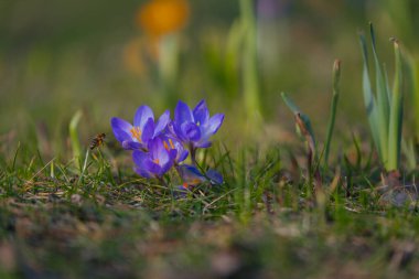 Çiçek açan bahar arkaplanı. Çiçek açan bir tarla, parlak renkli bir grup çiçek. Güneşli bir bahar gününde Crocus çiçeği. Makro. Duvar Kağıdı.