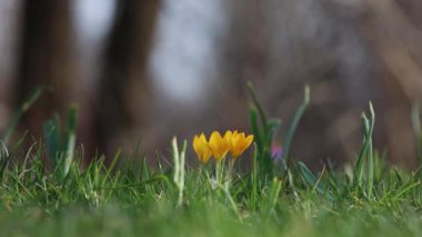 Çiçek açan bahar arkaplanı. Çiçek açan timsahlar, bir grup parlak renkli çiçek. Güneşli bir bahar gününde Crocus çiçeği. Makro. Çiçek videosu.