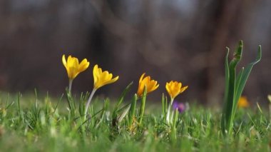 Çiçek açan bahar arkaplanı. Çiçek açan timsahlar, bir grup parlak renkli çiçek. Güneşli bir bahar gününde Crocus çiçeği. Makro. Çiçek videosu.