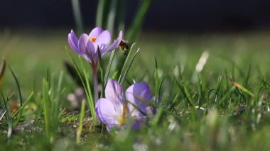 Çiçek açan bahar arkaplanı. Çiçek açan timsahlar, bir grup parlak renkli çiçek. Güneşli bir bahar gününde Crocus çiçeği. Makro. Çiçek videosu.