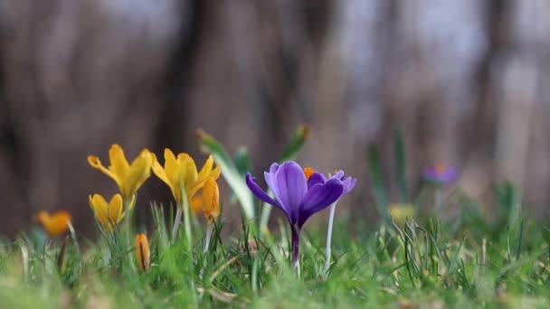 春のバックグラウンドに花が咲きます 開花するワニのフィールド 明るいカラフルな花のグループ 晴れた春の日に花を咲かせました マクロ 花のビデオ — ストック動画