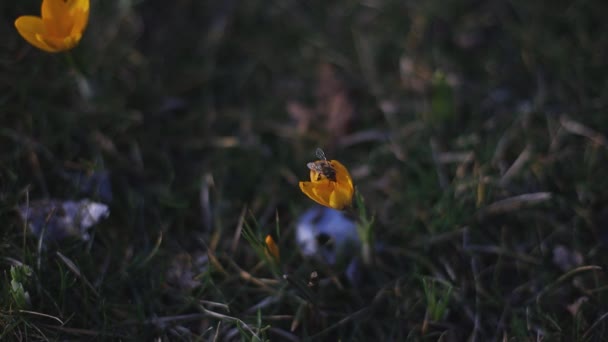 Voorjaar Achtergrond Met Bloeiende Bloemen Gebied Van Bloeiende Krokussen Een — Stockvideo