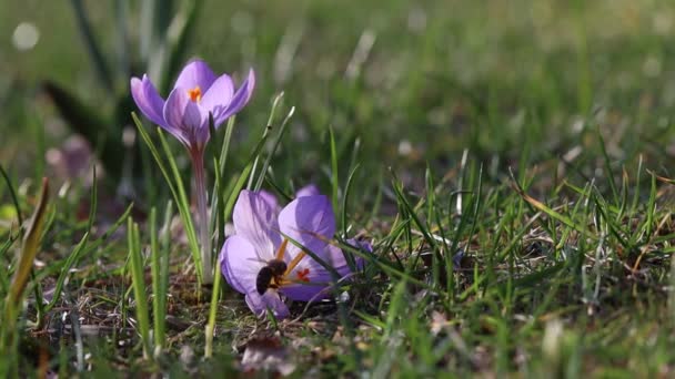 春のバックグラウンドに花が咲きます 開花するワニのフィールド 明るいカラフルな花のグループ 晴れた春の日に花を咲かせました マクロ 花のビデオ — ストック動画