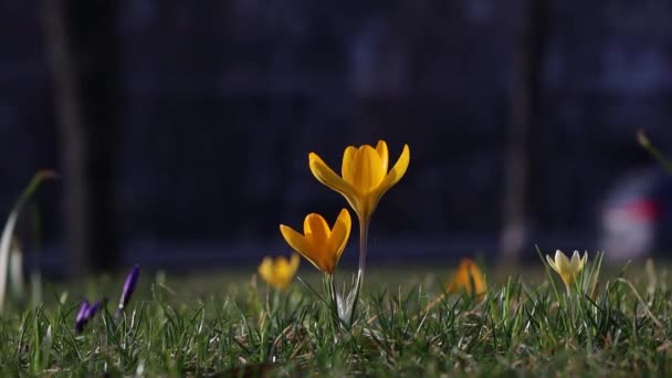 Våren Bakgrund Med Blommande Blommor Fält Blommande Krokusar Grupp Ljusa — Stockvideo