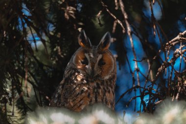 A long-eared owl sits on a tree branch. Portrait of a Eurasian eagle owl. Close-up. Wild nature. Sunny day. clipart