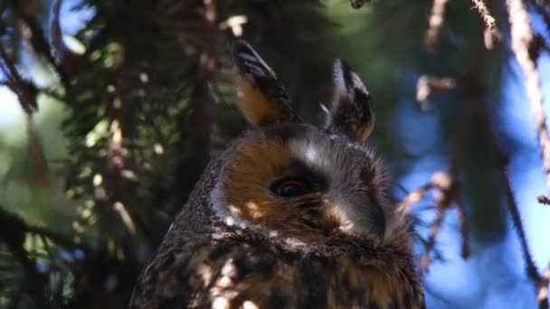 Búho Orejas Largas Sienta Una Rama Árbol Retrato Búho Águila — Vídeos de Stock