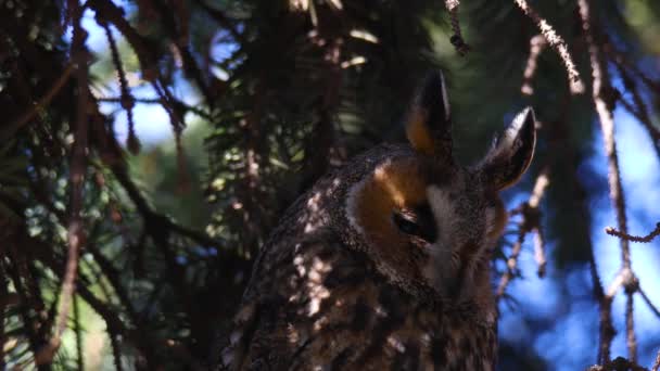 Seekor Burung Hantu Bertelinga Panjang Duduk Cabang Pohon Potret Burung — Stok Video