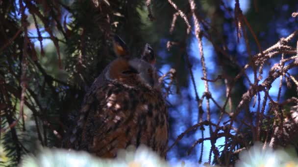 Long Eared Owl Sits Tree Branch Portrait Eurasian Eagle Owl — Stock Video