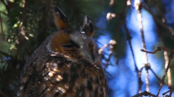 Búho Orejas Largas Sienta Una Rama Árbol Retrato Búho Águila — Vídeos de Stock