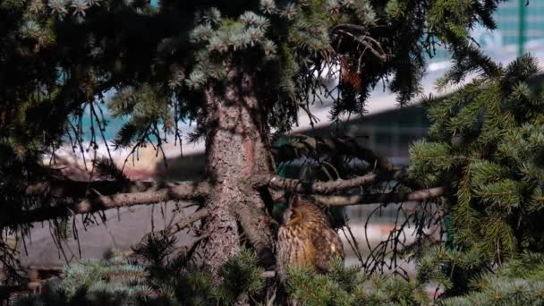 一只长耳朵的猫头鹰坐在树枝上 欧亚大陆鹰猫头鹰的肖像特写 阳光灿烂 — 图库视频影像