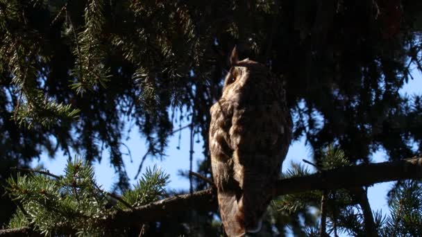一只长耳朵的猫头鹰坐在树枝上 欧亚大陆鹰猫头鹰的肖像特写 阳光灿烂 — 图库视频影像