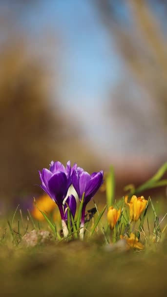 Voorjaar Achtergrond Met Bloeiende Bloemen Gebied Van Bloeiende Krokussen Een — Stockvideo