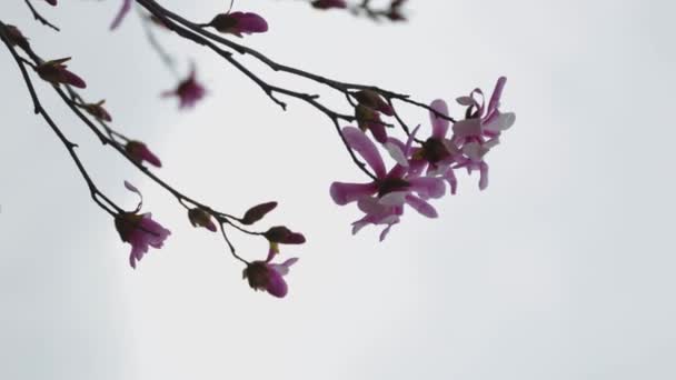Blooming Magnolia Spring Twigs Flowers Beautiful Light Pink Magnolia Flowers — Stock Video